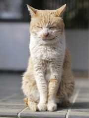 過酷な冬を生きる猫さん