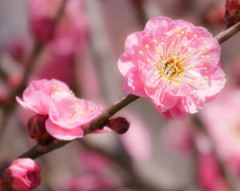 PZ 45-175mmで梅を撮る１