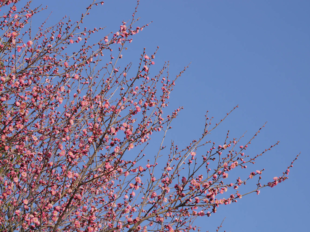 2012年　初梅撮影