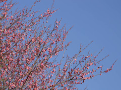 2012年　初梅撮影