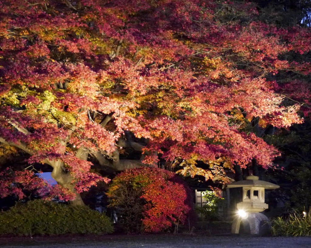 六義園　紅葉ライトアップ1