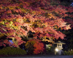 六義園　紅葉ライトアップ1