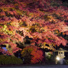 六義園　紅葉ライトアップ1
