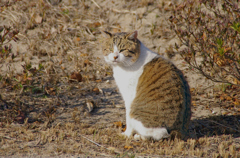 猫背