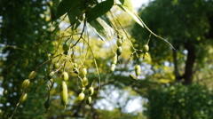 なぞの豆