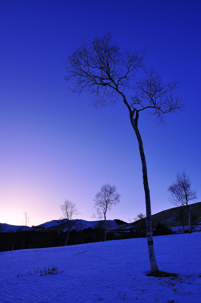 その樹と夕暮れを見つめる