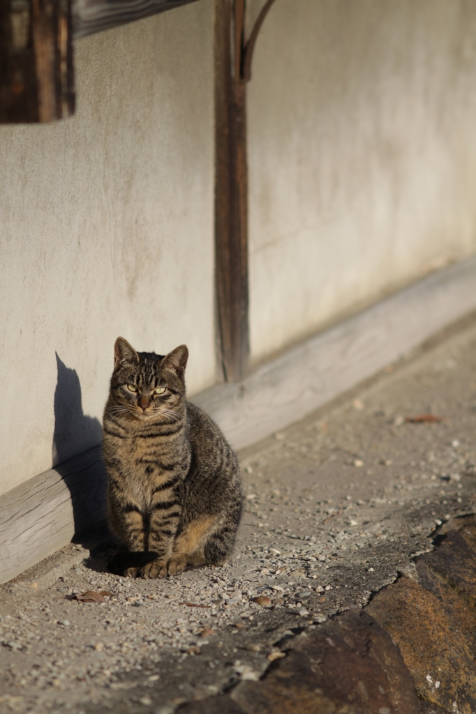 若猫