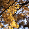 黄色の秋