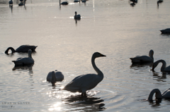 SWAN in SILVER