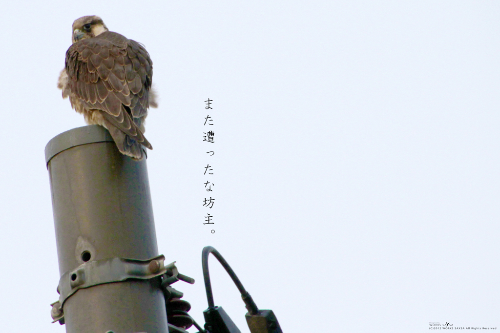 また遭ったな坊主