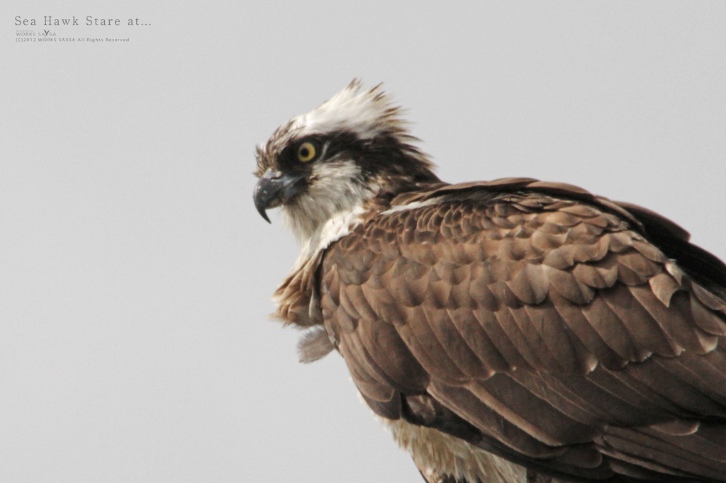 Sea Hawk Stare at.... 