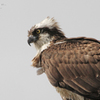 Sea Hawk Stare at.... 