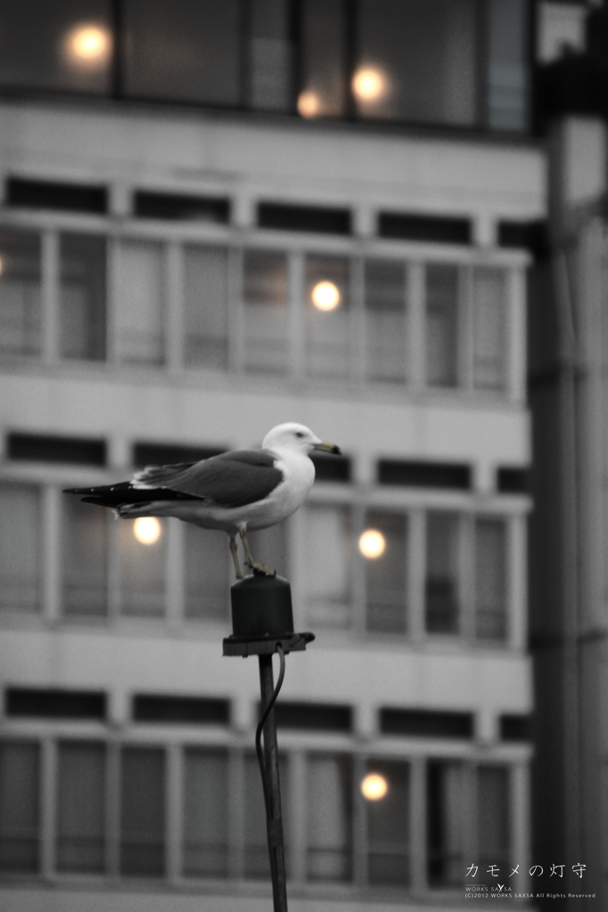 カモメの灯守