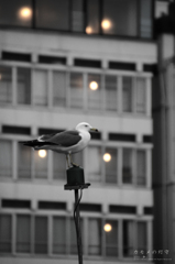 カモメの灯守