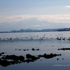AUDIENCE on the BRACKISH LAKE