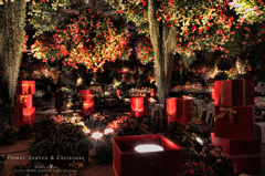 Flower Heaven & Christmas