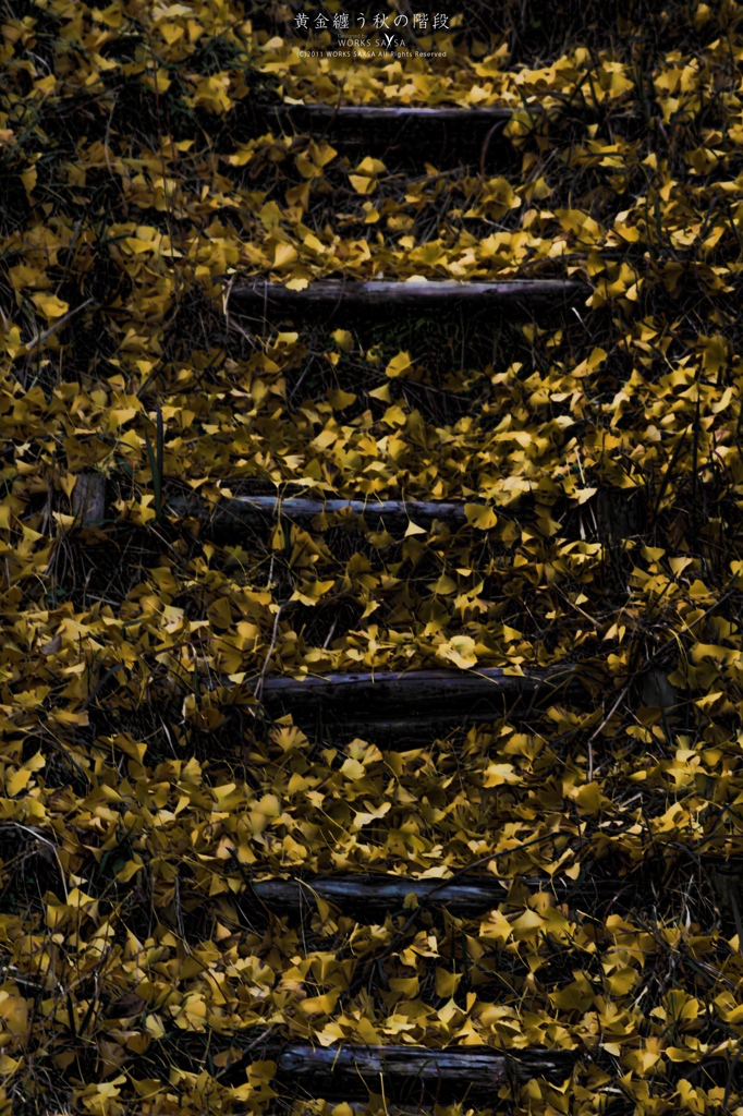 黄金纏う秋の階段