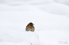 雪ん子のハニカミ