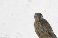 隼は吹雪に佇んで。 