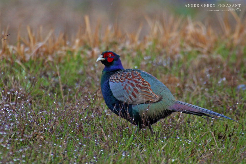 ANGER GREEN PHEASANT