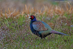 ANGER GREEN PHEASANT