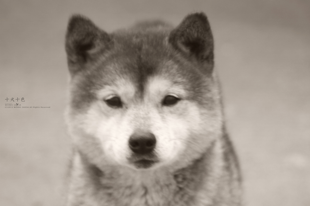 十犬十色