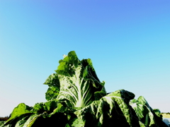 白菜と青空