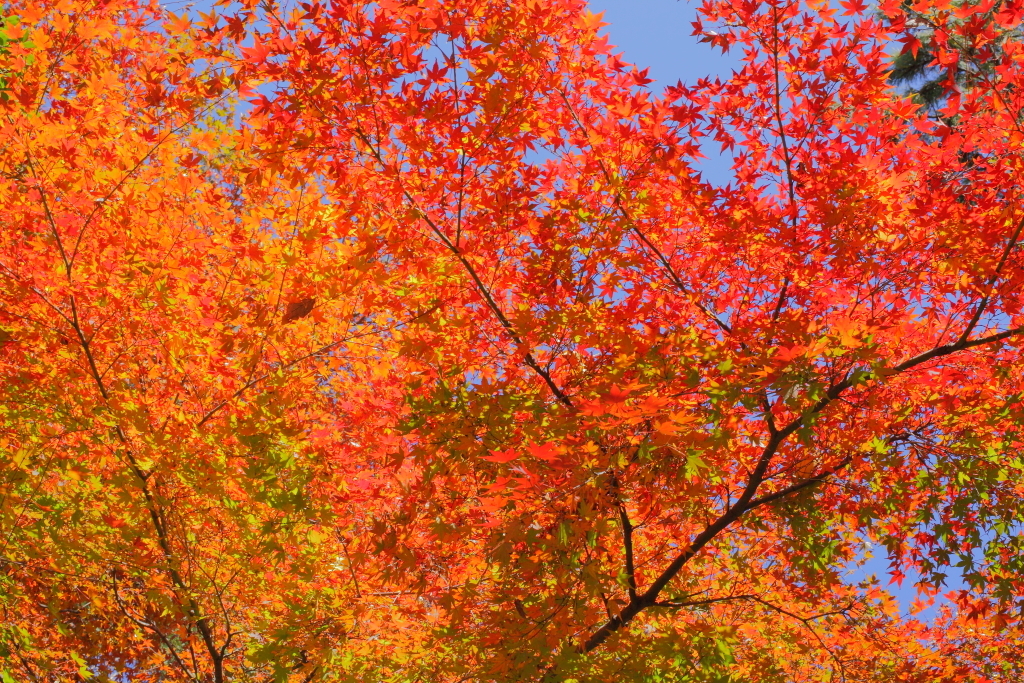 紅葉２