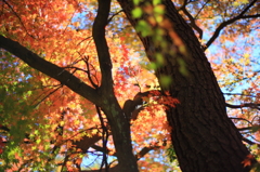 紅葉の光