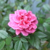 花一輪
