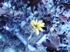 冬の花