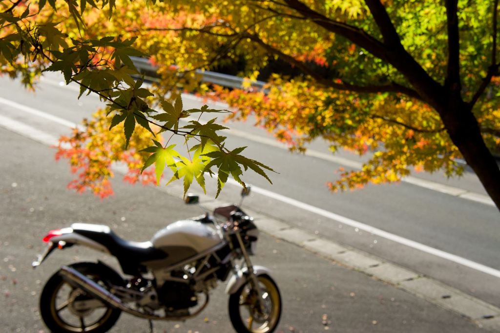 紅葉と