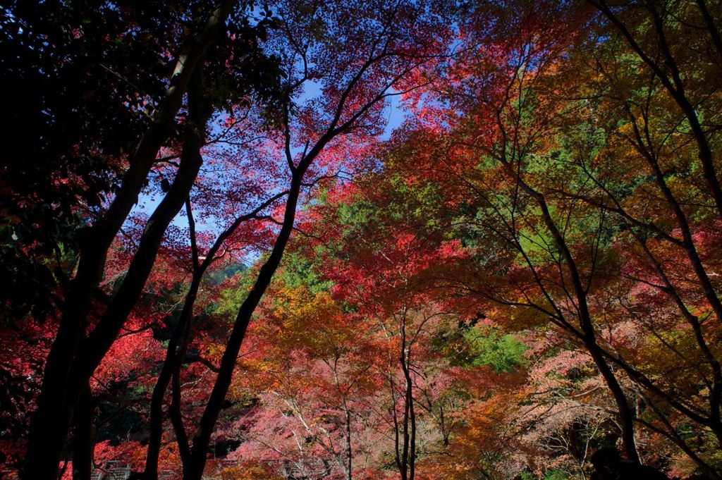 red blue green