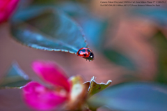 Ladybug☆