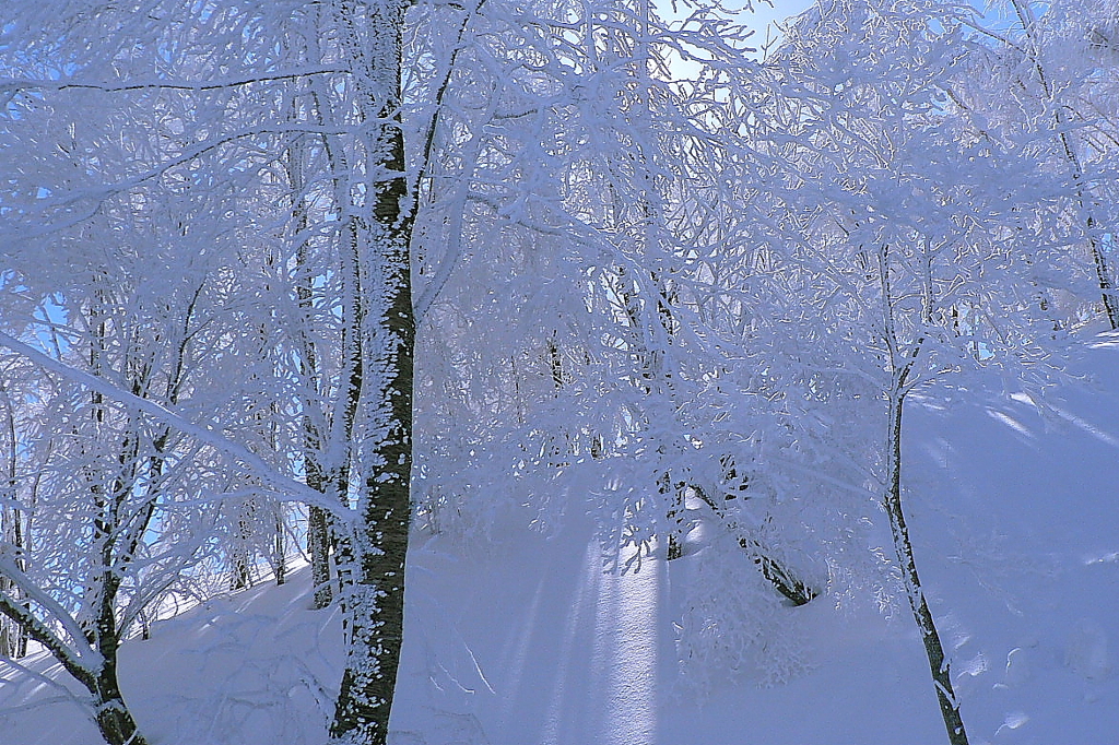 雪の世界