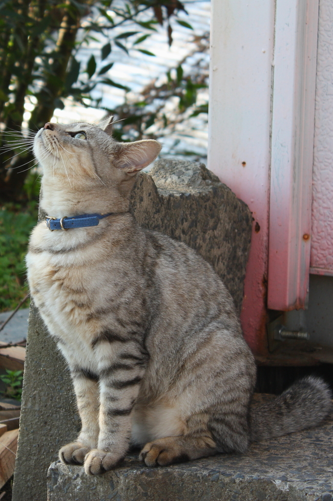 我思うがゆえに、我あり