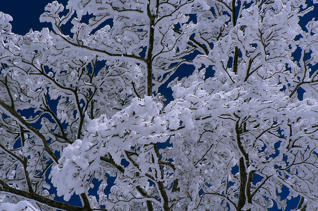 雪の花