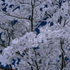 雪の花