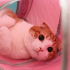 猫トンネル大好き