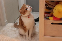 猫とおもちゃ箱