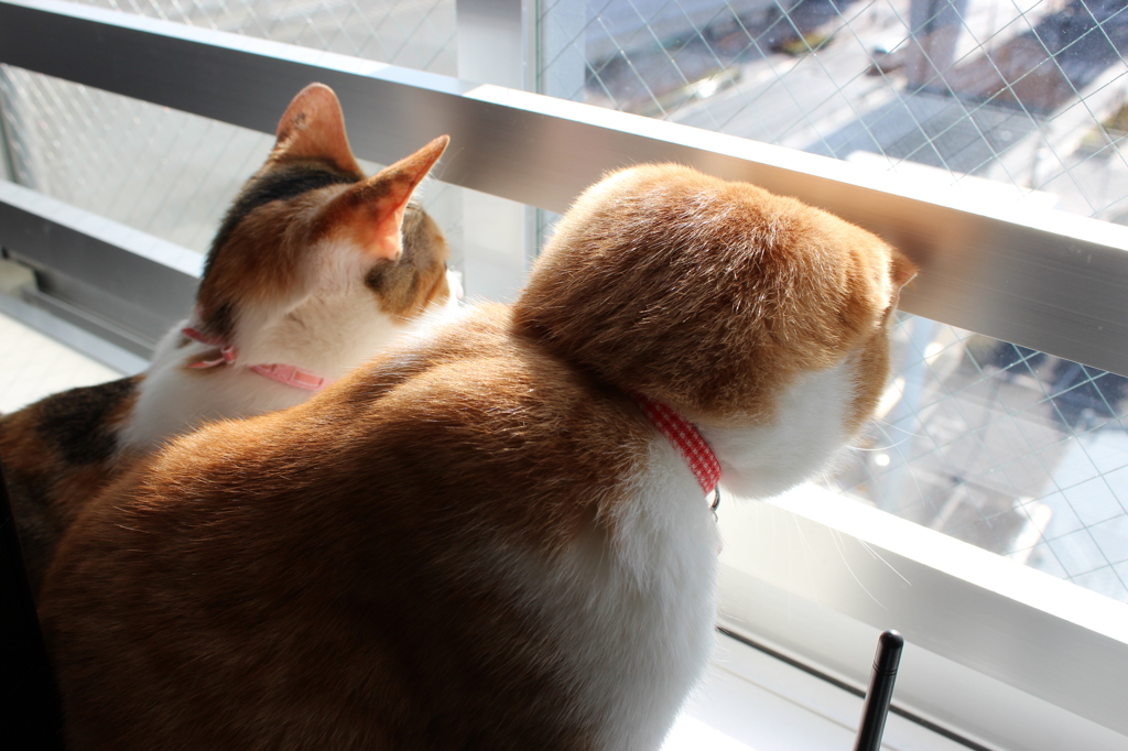 寄り添う窓辺