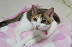 目力にキュン