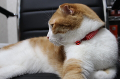 猫にイス