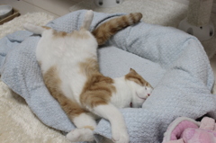 快眠中