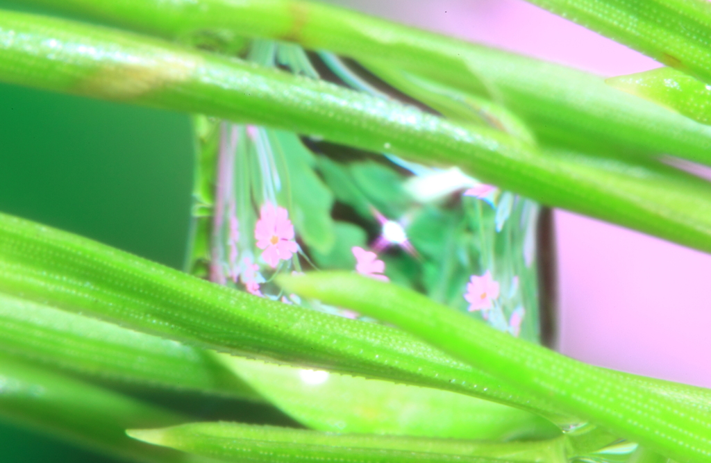 針葉樹に水滴