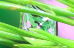 針葉樹に水滴