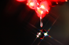 南天から水滴