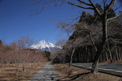 富士宮からの富士山１