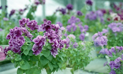 福井県総合グリーンセンター　H24.3.4.02