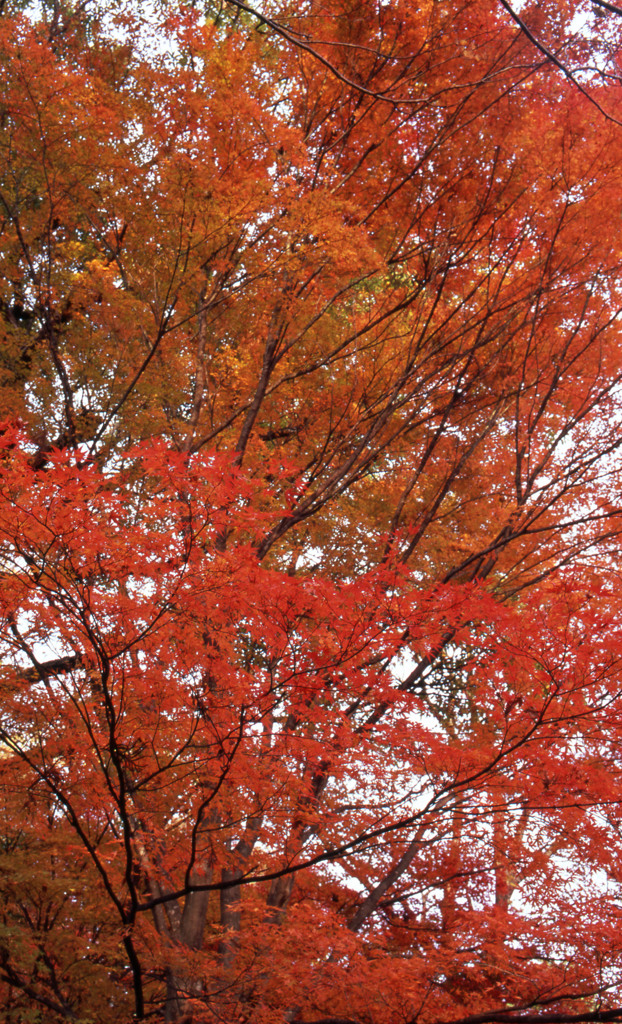 鯖江市西山公園　11月27日　03